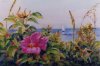 Newport Rose
