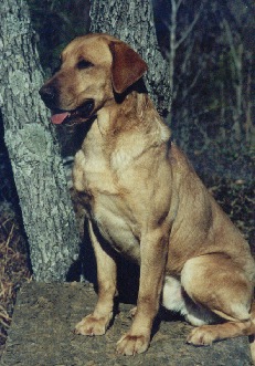 Beasley