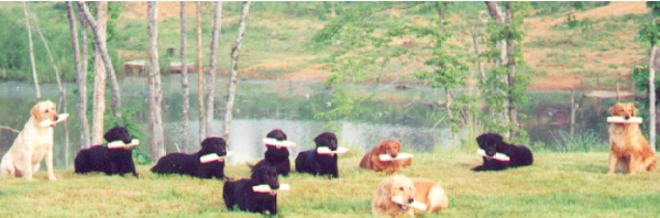 champion retrievers holding bumpers