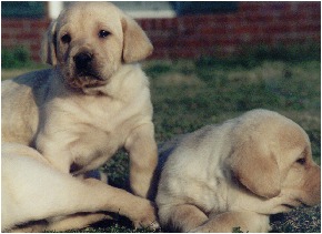 Poplar puppies