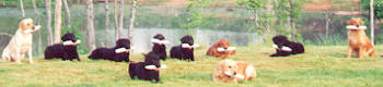 Poplar Ridge Retriever Gun Dogs