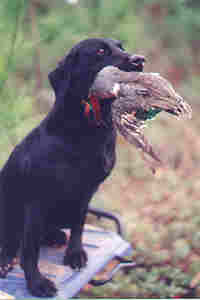 Poplar Labrador Retrievers love  hunting for ducks, geese, quail and all fowl!