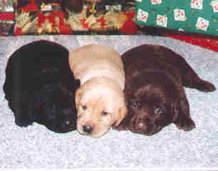 black,yellow and chocolate labrador retrievers at Poplar Ridge Retrievers