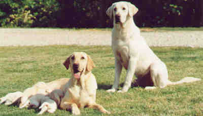 Poplar Ridge Retrievers: Breeders of excellent Labrador Retrievers