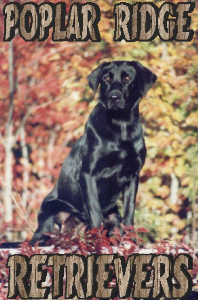 Poplar Ridge Retrievers: Labrador Retrievers: Duck hunting dogs: ready to go duck hunting! Labrador retriever puppies:breeders of yellow labs, black labs, chocolate labs! Gun dog training: training your retriever to be a duck hunting dog! Hunt test campaigning: hunt and field trial training and testing for your retriever! Obedience training: obedience training for any large or medium breed dog!