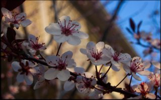 Spring bloom