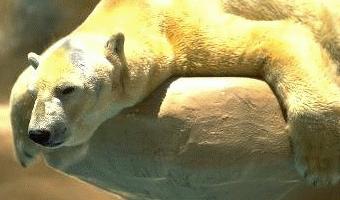 bears11.jpg (12984 bytes)