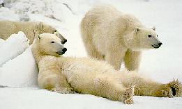 bears13.jpg (7935 bytes)