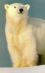 bears14.jpg (9135 bytes)