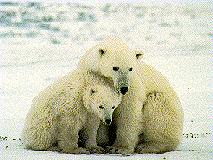 bears2.jpg (10767 bytes)