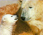 bears6.jpg (10568 bytes)