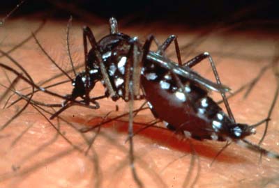 dengue