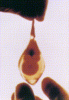 bebe6semanas.gif (66700 bytes)