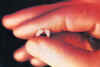 piesbebe10semanas.jpg (31578 bytes)