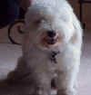 Fudgey_Bear.jpg (32374 bytes)