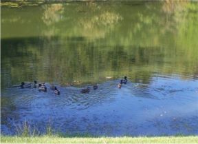 Small lake behind the Alton Goin Museum