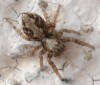 Fotos d'animals invertebrats