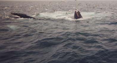 2 Whales that we saw during the Whale watch at the Cape