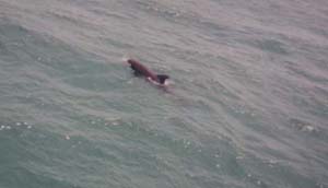 Here is one of the many dolphins I saw on a boat trip in PCB