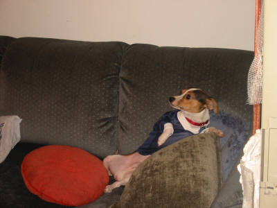 Couldn't resist adding Steve's dog Pedro since I am going to steal him one day ;) !!!