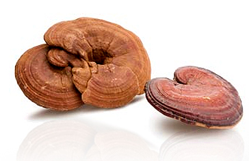 mushrooms_ganoderma_2