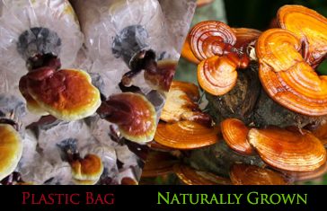 shroom_differences