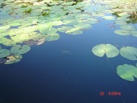 Cenote