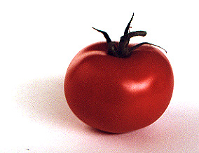 Tomato photo