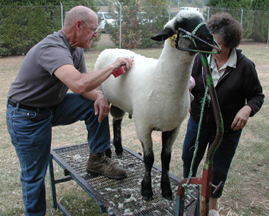 Sheep Grooming