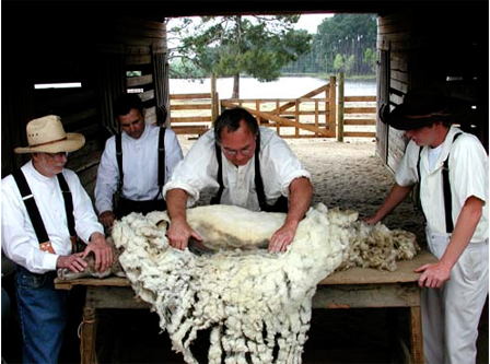 Sheep Shearing at Agrirama