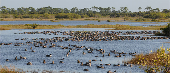 Migrating Pintail Ducks