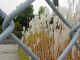 FluffyWeeds-Fenced.jpg