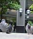 Pigeons-TheGoodFeathers-tall_cropped.jpg