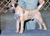 Click here to see more Border Terriers
