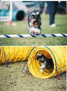 Click here to see more Miniature Schnauzers