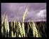 Read about Wheat-click picture