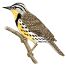 State Bird-Meadowlark-Click for Kansas Information