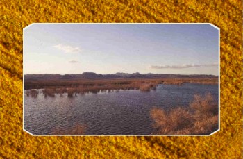 Nevada Desert