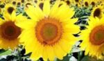 Kansas State flower..The Sunflower Click here for&nbsp; info on Kansas Heritage