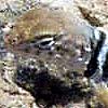 lizard