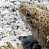 lizard
