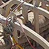ribs and rigging