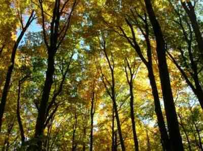 Clair automne