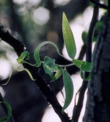 Afleur d'arbre