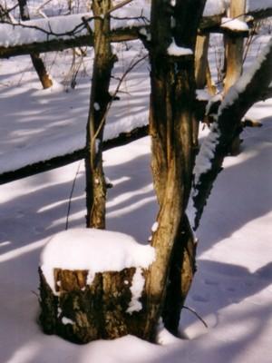 Jardin d'hiver