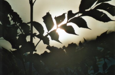 Soleil des Houches
