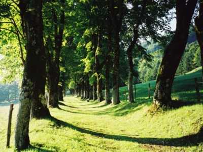 All&eacute;e St-Martin