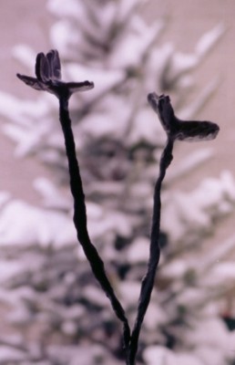 Sur fond de neige