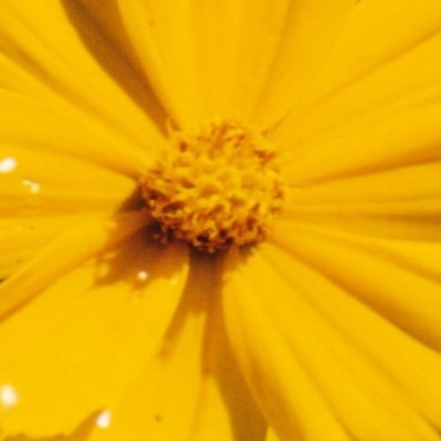 Bouton d'or
