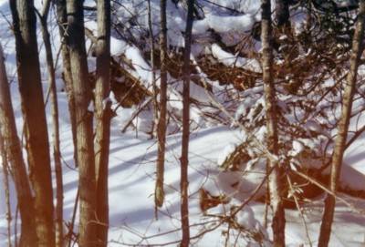 Sous bois d'hiver